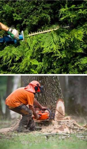 élagage arbres Tarif-abattage-arbres_champsevraine